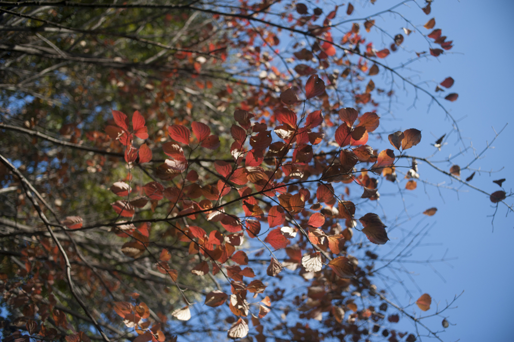 紅葉１２