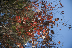 紅葉１２