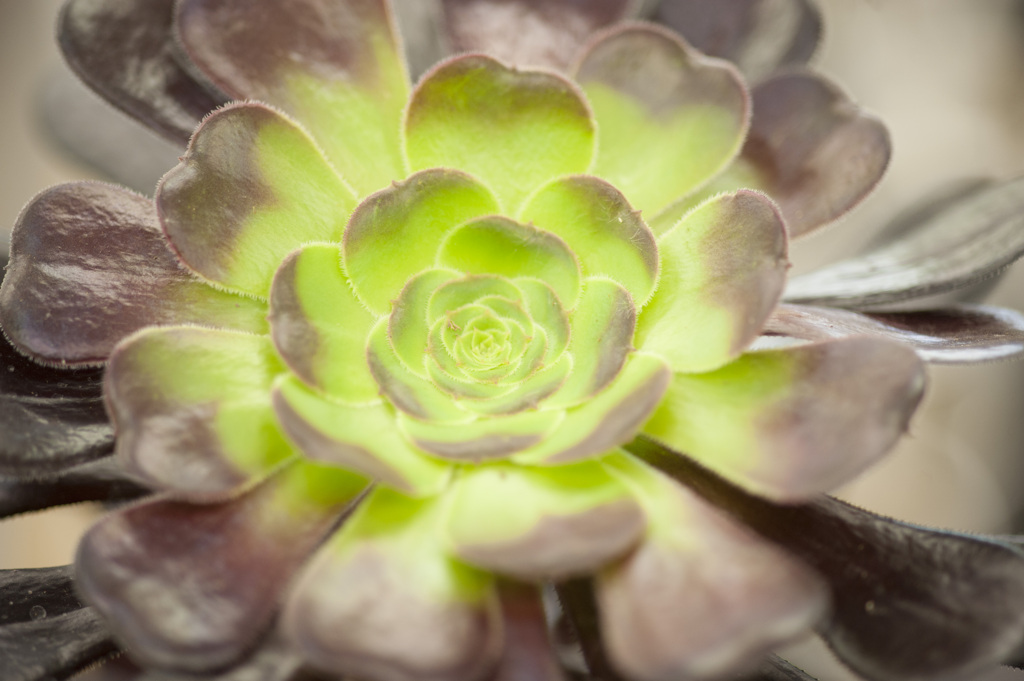 花２５