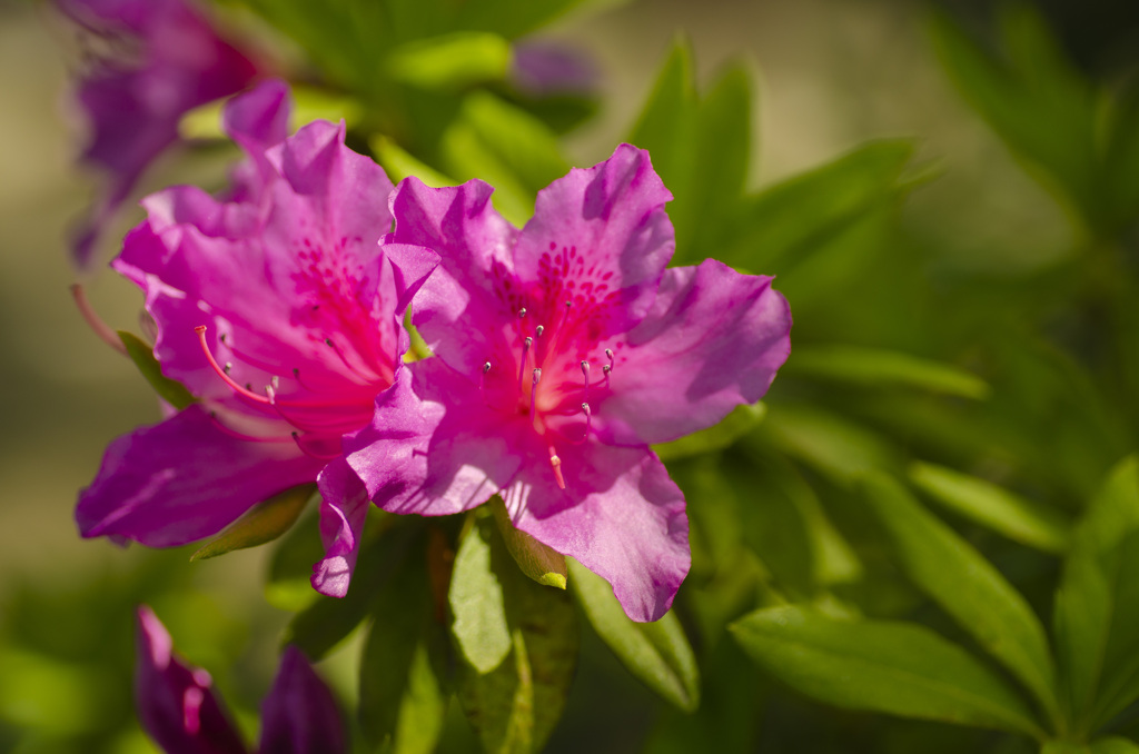 花７