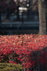 紅葉１４