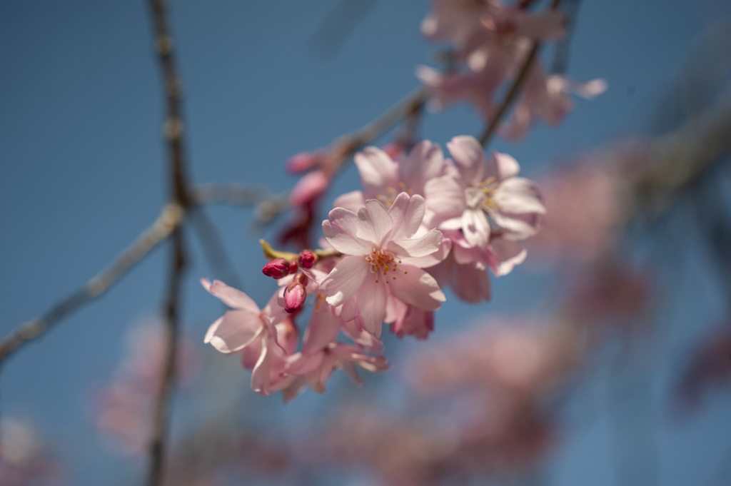 桜１３