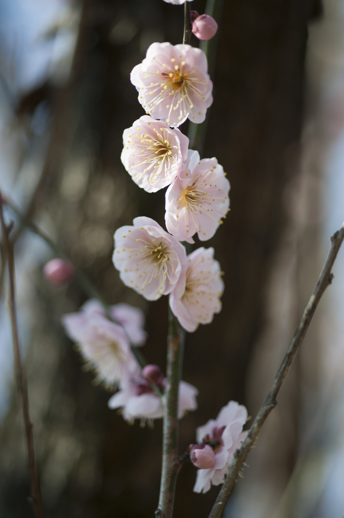 花６