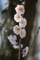 花６