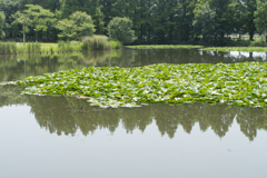 公園２