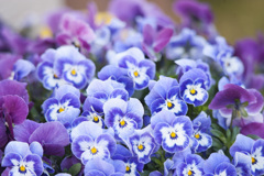 花１