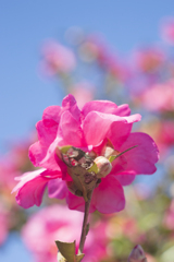 花4