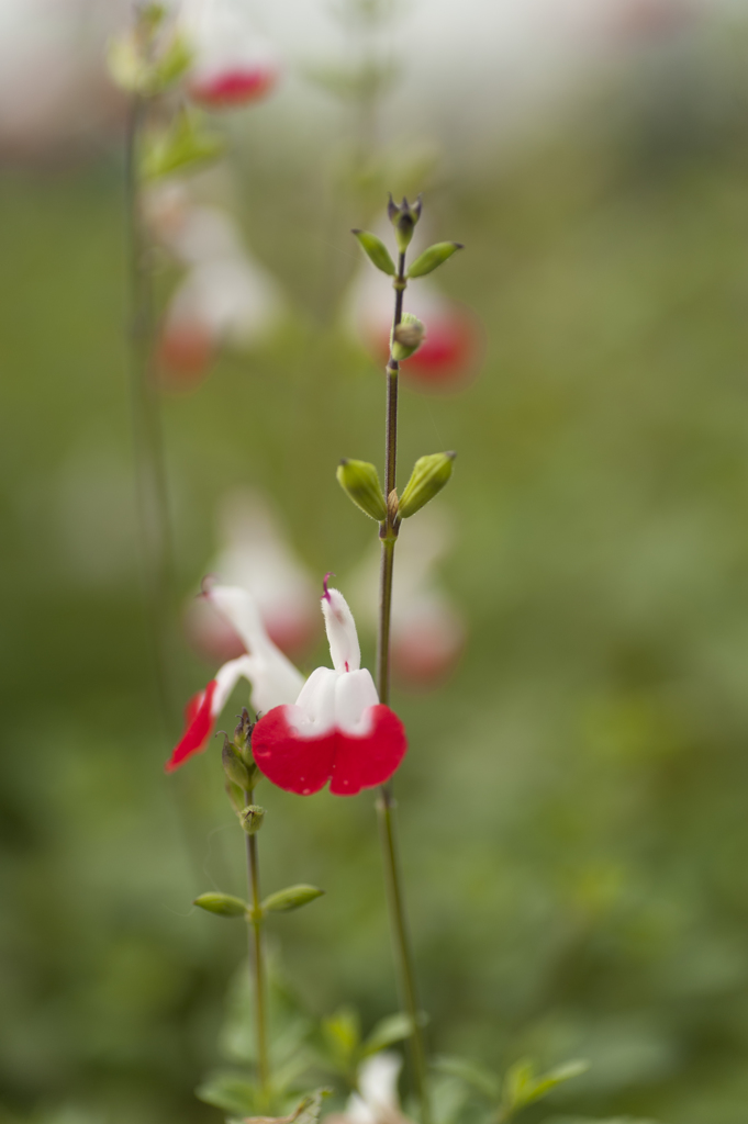 花４