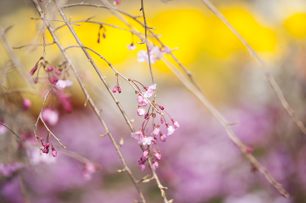 桜１