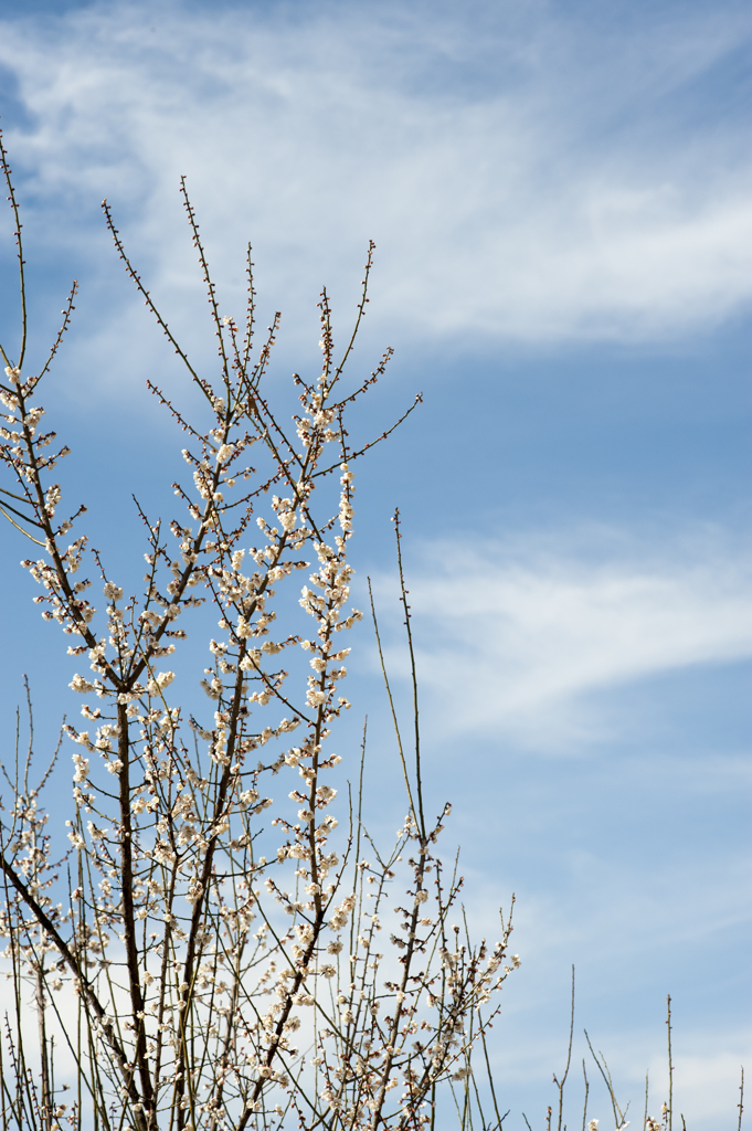 梅と青空８