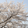 桜４
