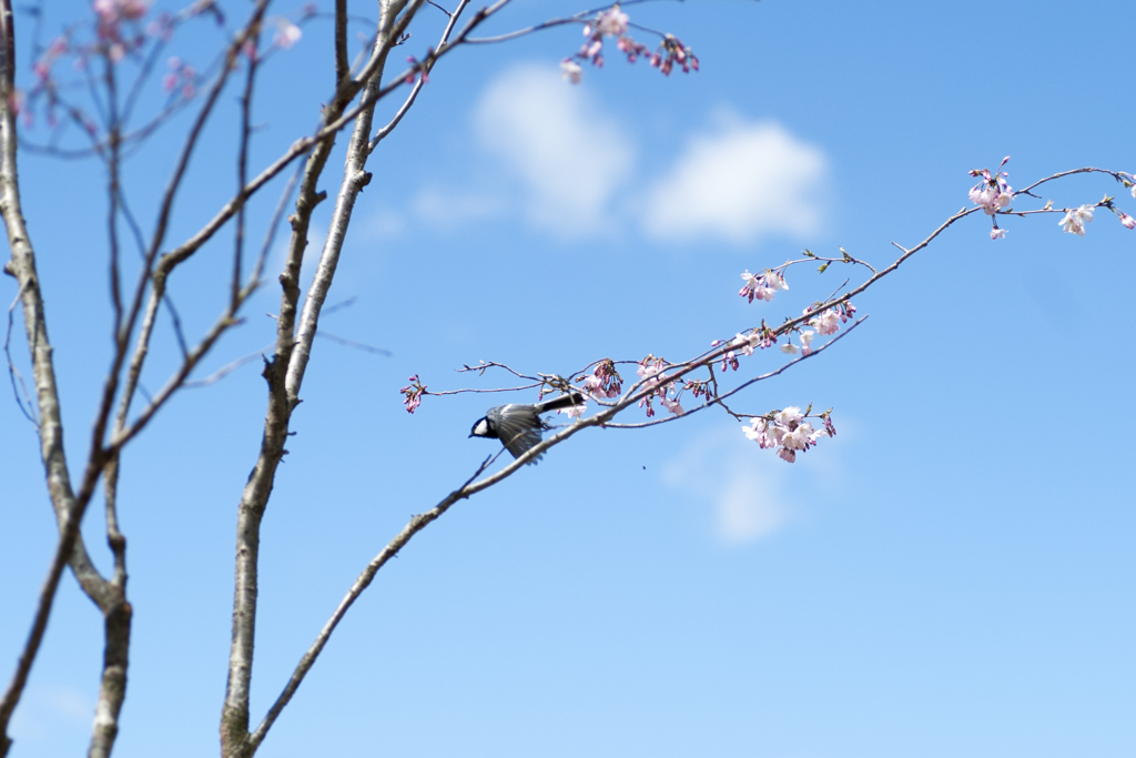 桜９