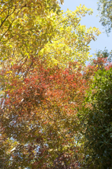 紅葉２２