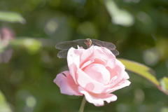 花３３