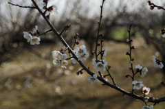 梅４