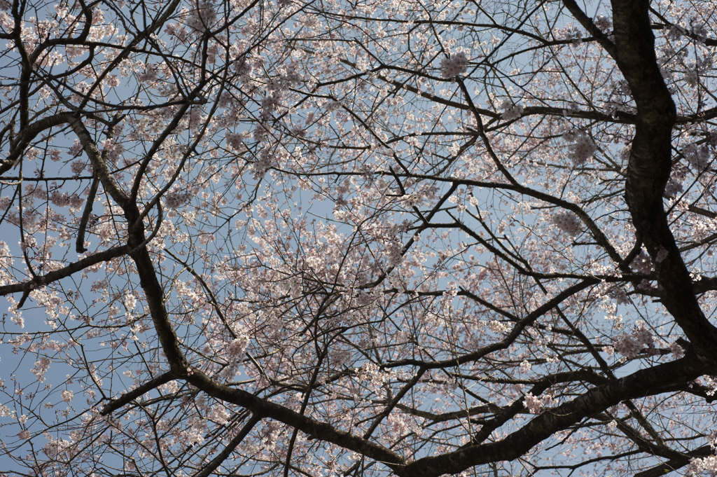 桜４