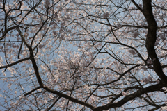 桜４