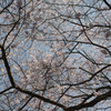桜４