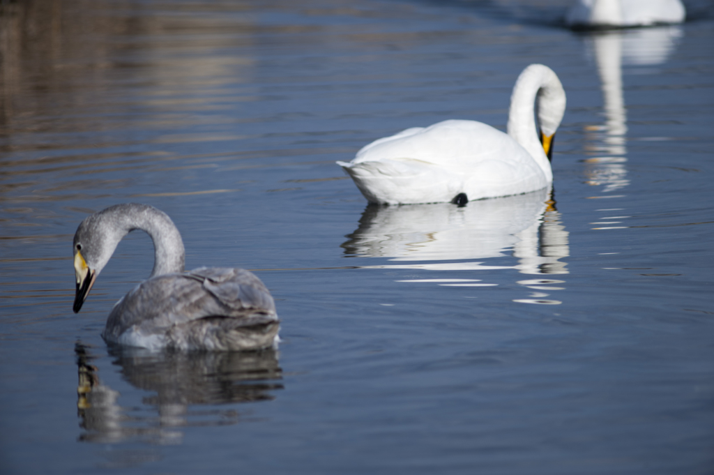 白鳥１３