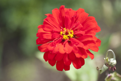 花３