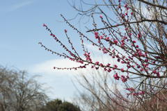 梅と青空７