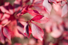 紅葉２