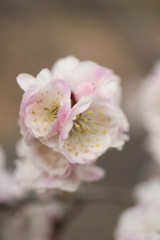 花２