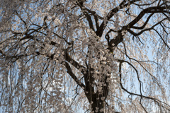 桜３