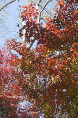 紅葉１４