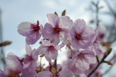 桜８