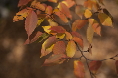 紅葉３２