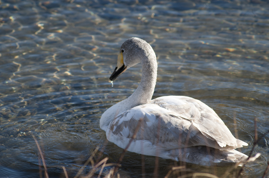 白鳥２３