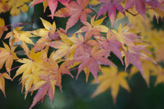 紅葉２６