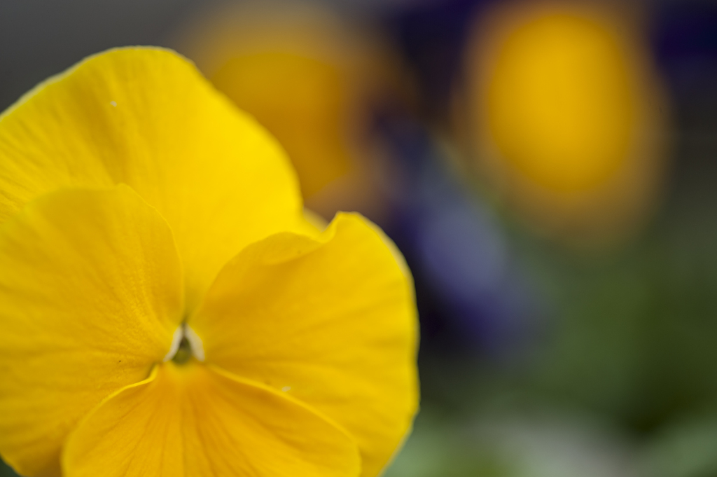 花４