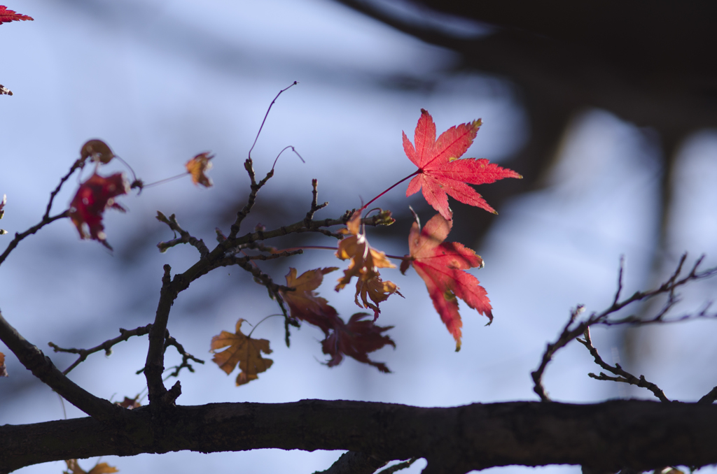 紅葉１