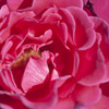 花４