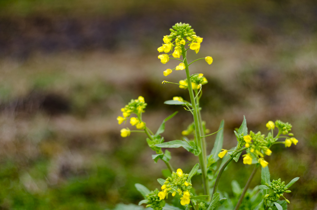 菜の花