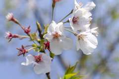 花7