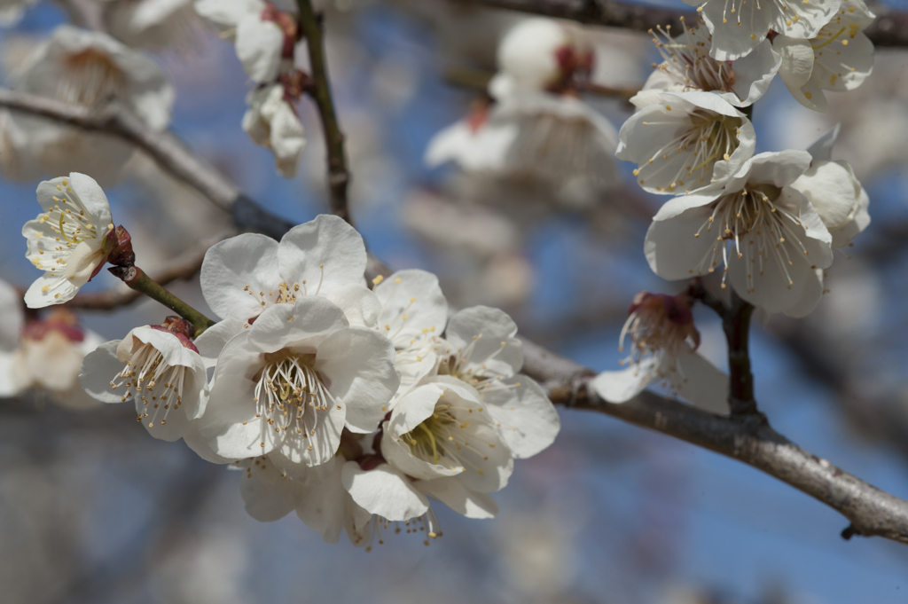 花１