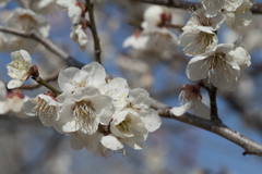 花１