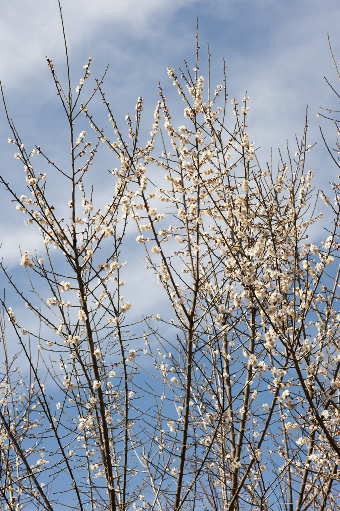 梅と青空１