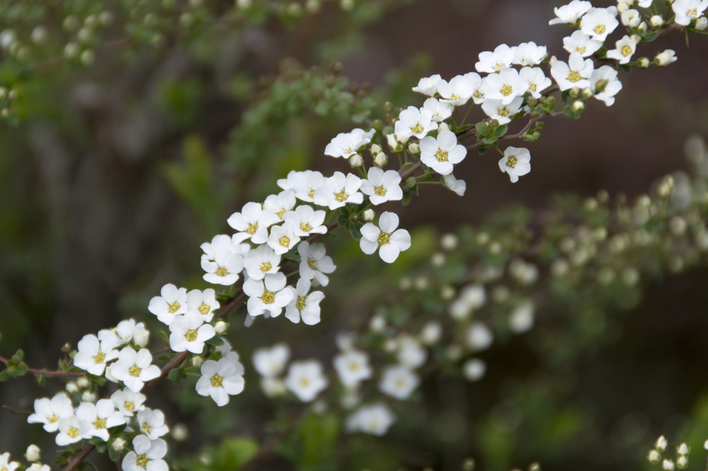 花７