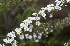 花７