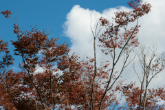 青空と雲８