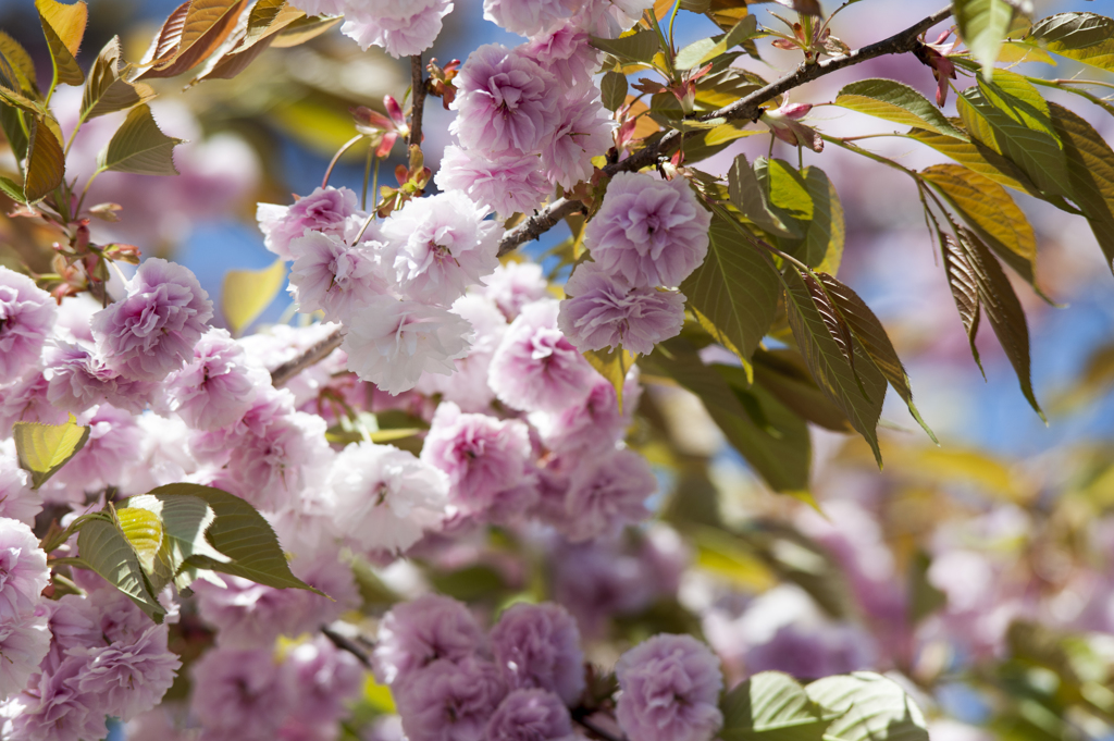 八重桜６