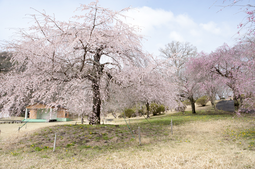 桜１６