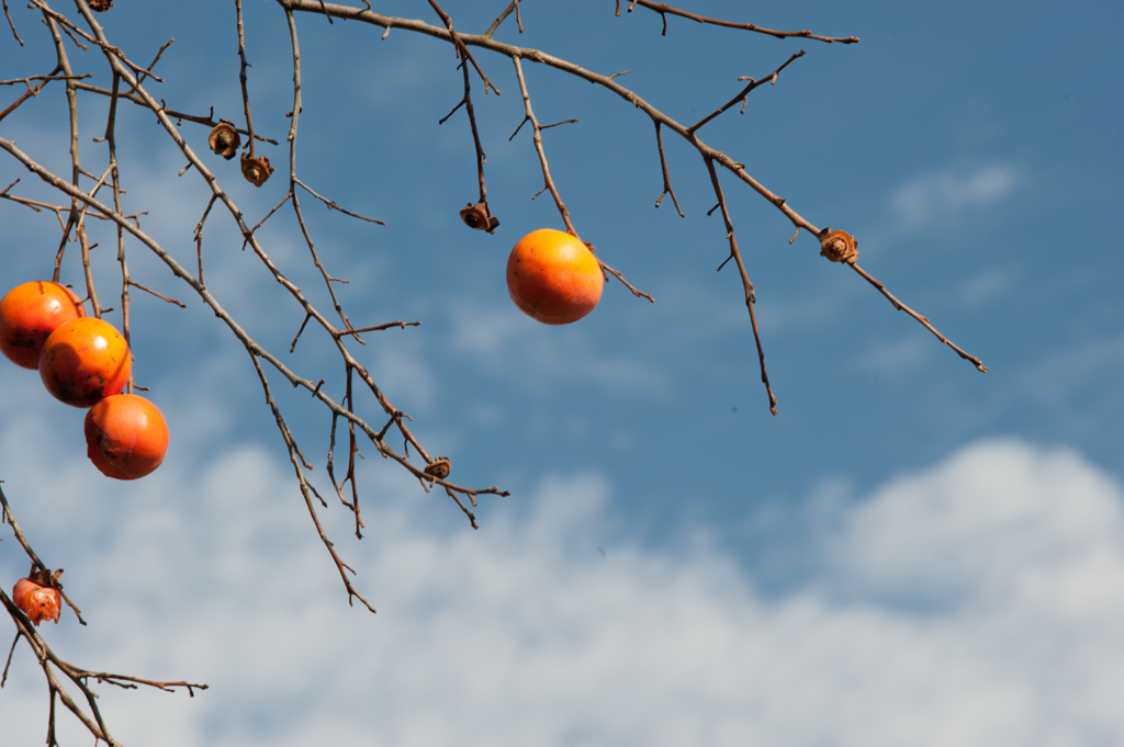 柿と空