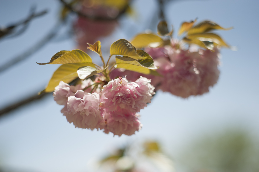 八重桜２