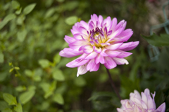 花１