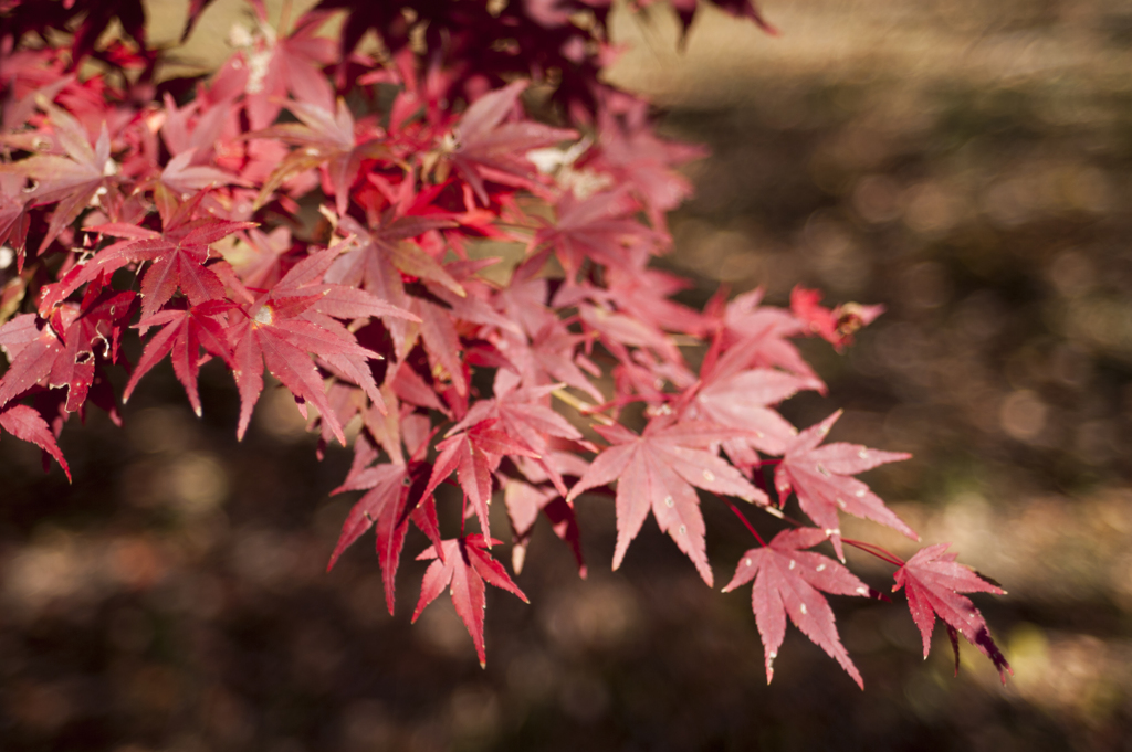 紅葉１２